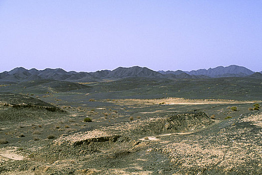 soi rong bach kim