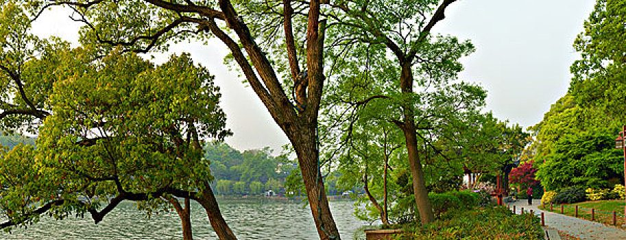 bạch thủ lô chuẩn