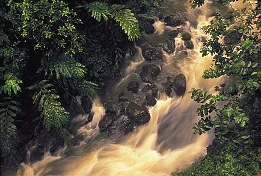 soi cau rong bach kim mien phi