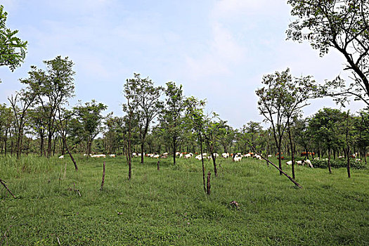 soi cau rong bach kim mien phi