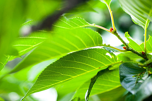 xổ số thừa thiên huế