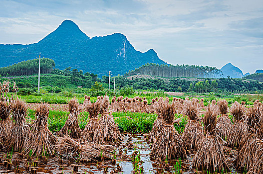 du doan xo so du doan trung thuong